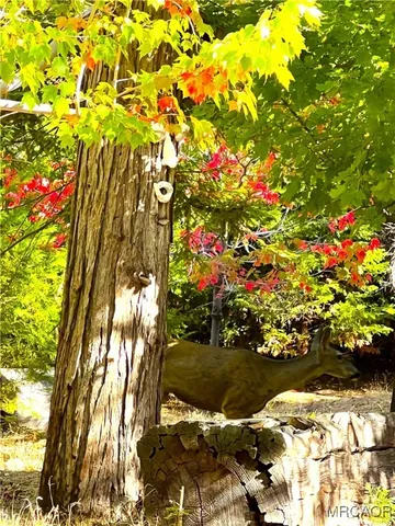 a view of a yard with a tree