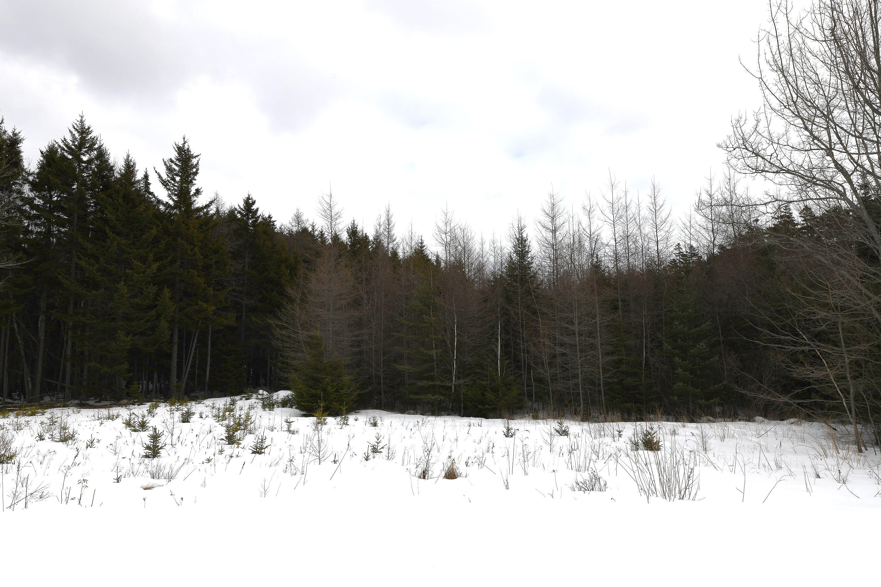 12 Lindsay's Road Deer Isle, ME 04627 - Photo 18 of 18 12Lindsay_020