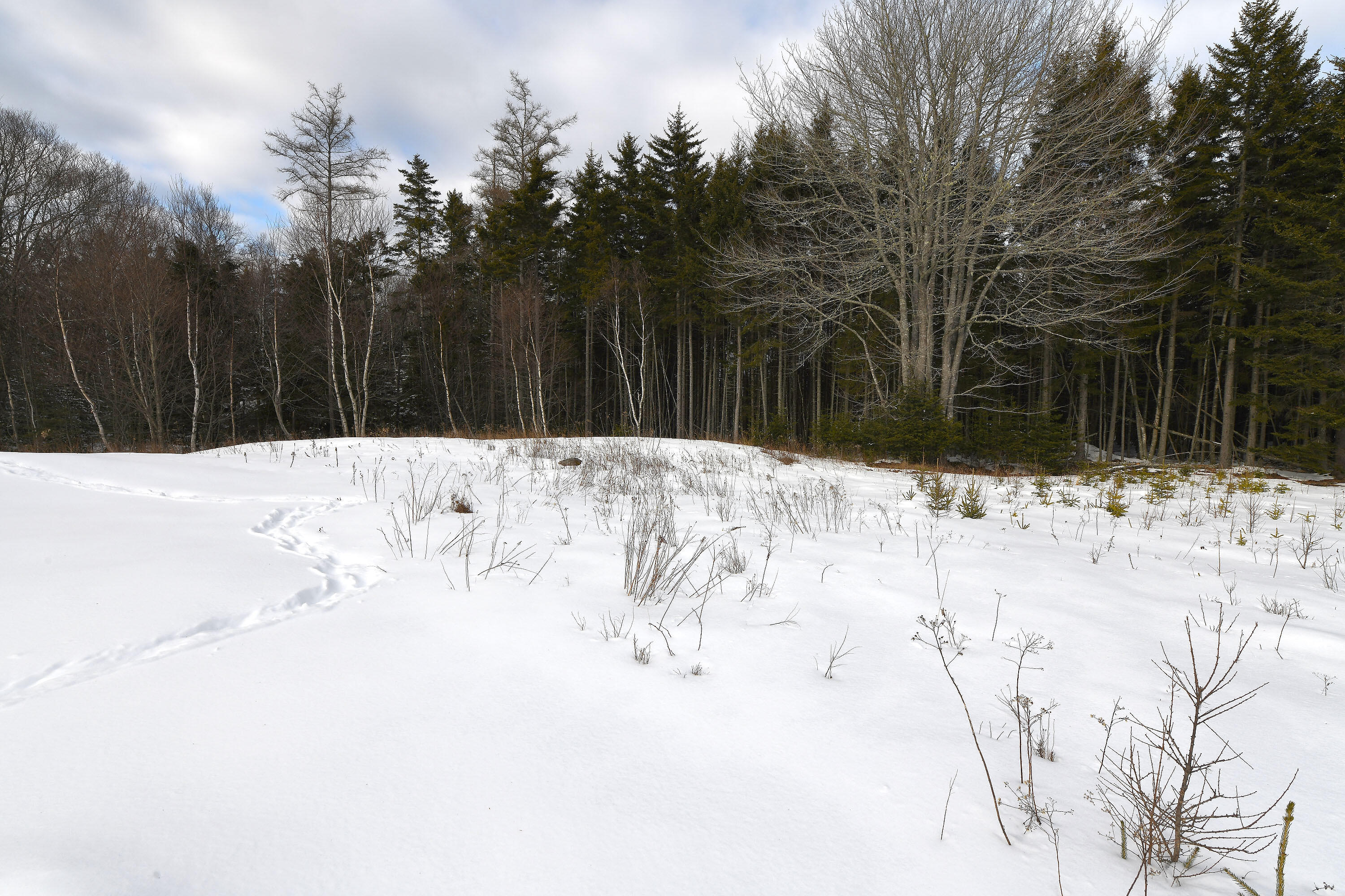12 Lindsay's Road Deer Isle, ME 04627 - Photo 4 of 18 12Lindsay_004