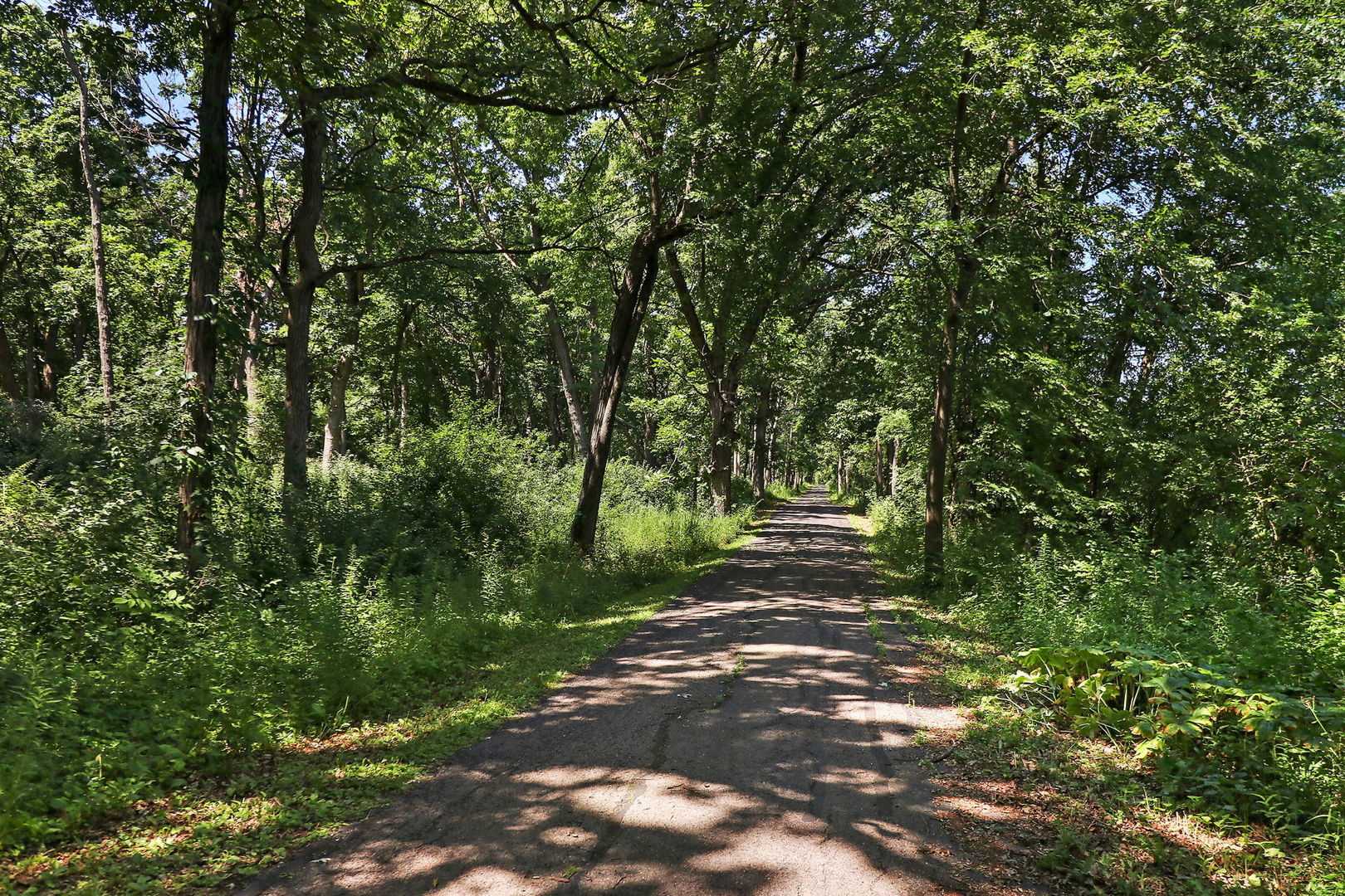 4602 Sunnyside Road Woodstock, IL 60098 - Photo 64 of 73 a view of a yard with plants and trees