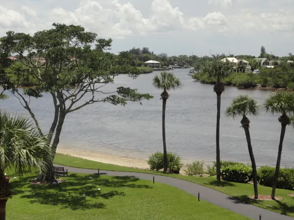 a view of a lake with a palm tree