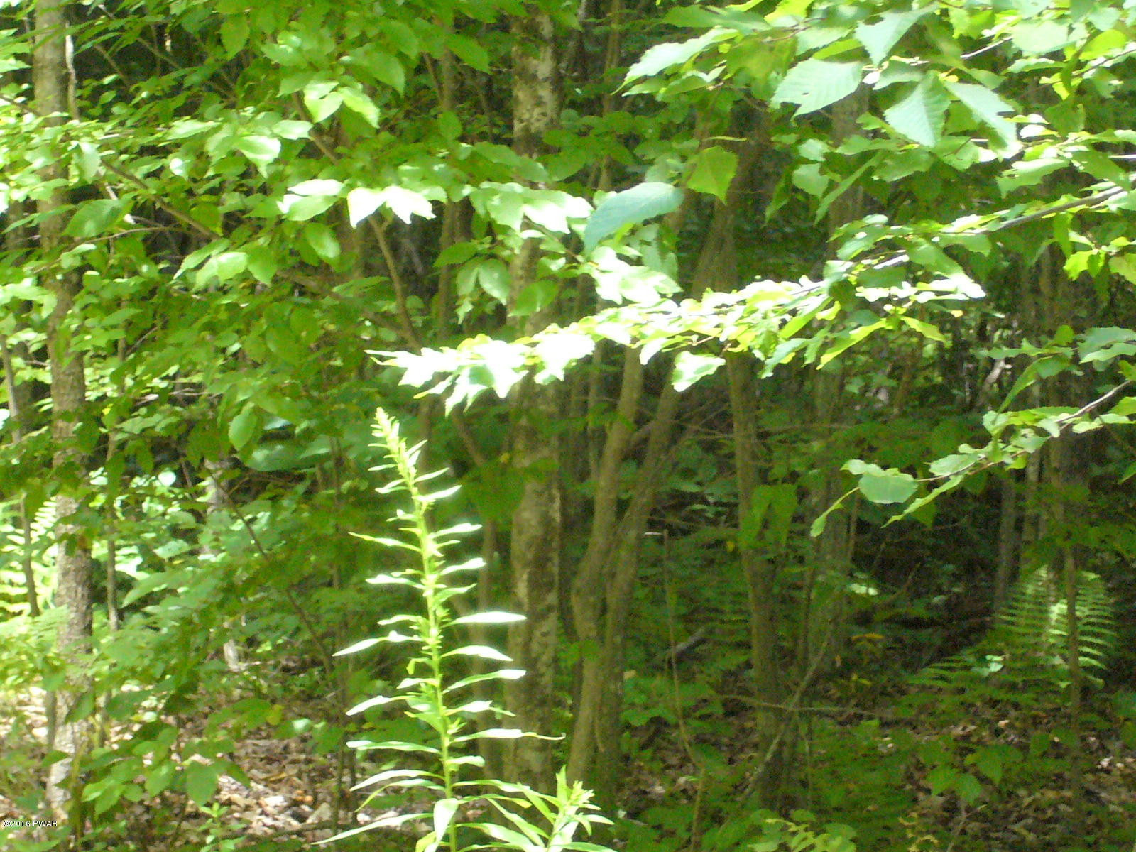 Willoway Road Starlight, PA 18461 - Photo 7 of 9