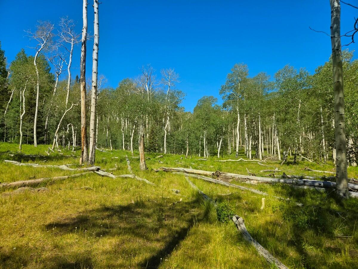 40 Acres Summit Mountain Road Brian Head, UT 84719 - Photo 15 of 32 Of the Property12