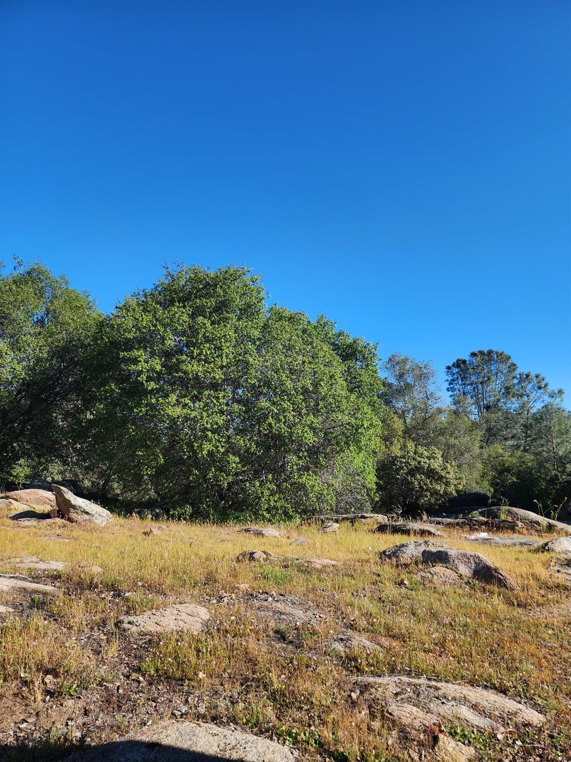 0 Rocky Ridge Road Coarsegold, CA 93614 - Photo 1 of 3 Gallery Image 1