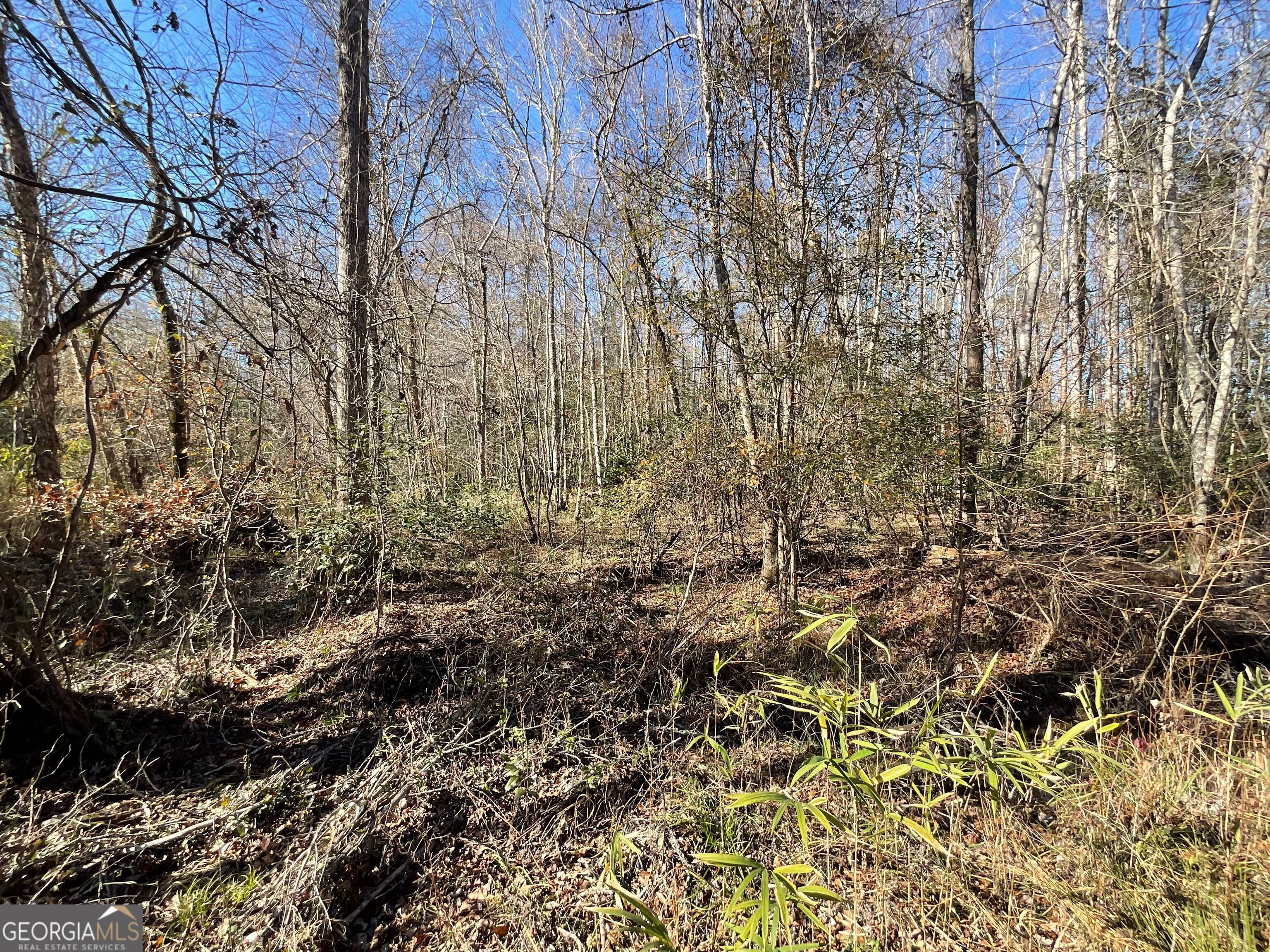 965 Fountain Road Jeffersonville, GA 31044 - Photo 24 of 37 a view of a yard with a tree