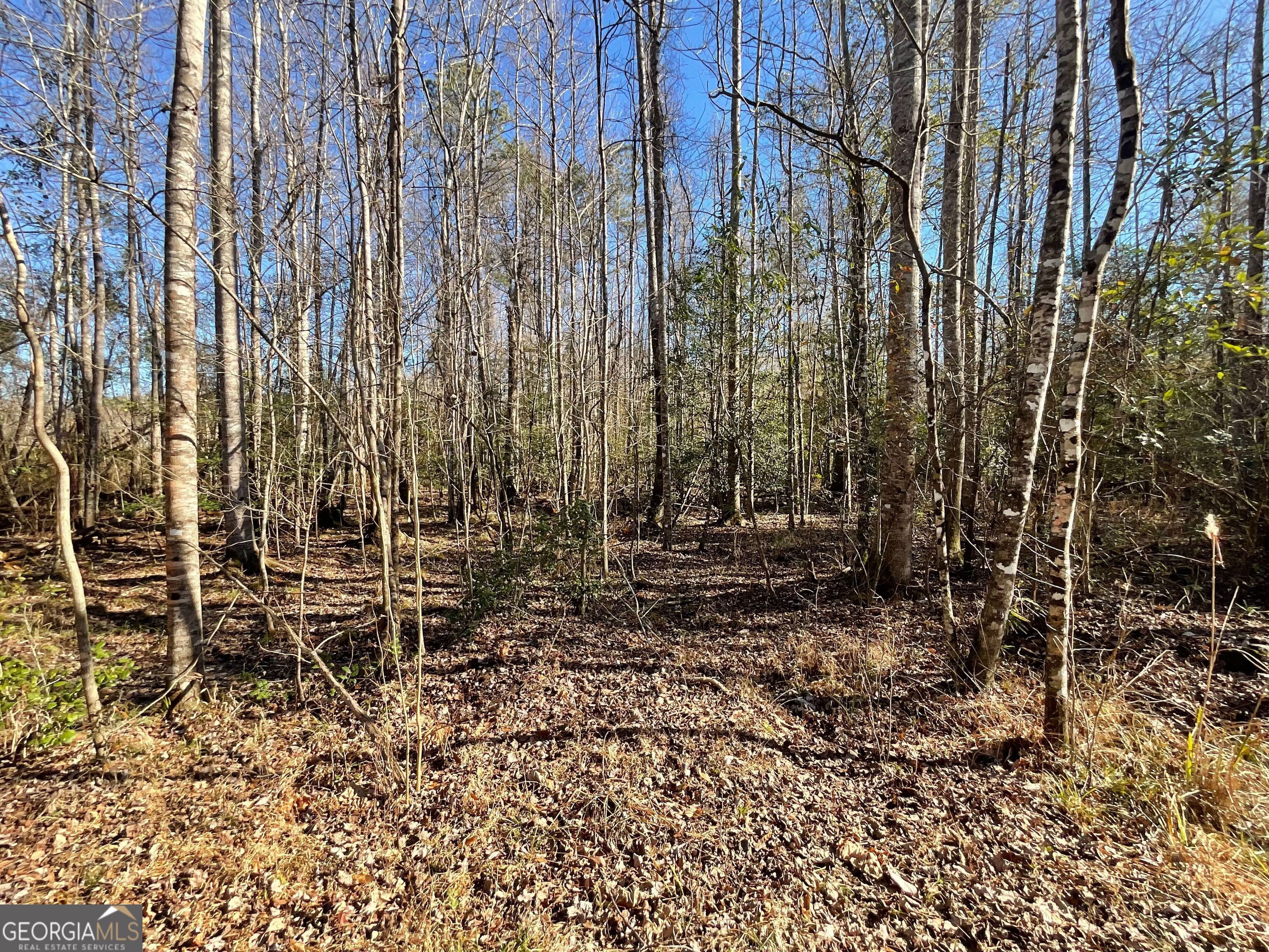 965 Fountain Road Jeffersonville, GA 31044 - Photo 27 of 37 a view of yard with green space