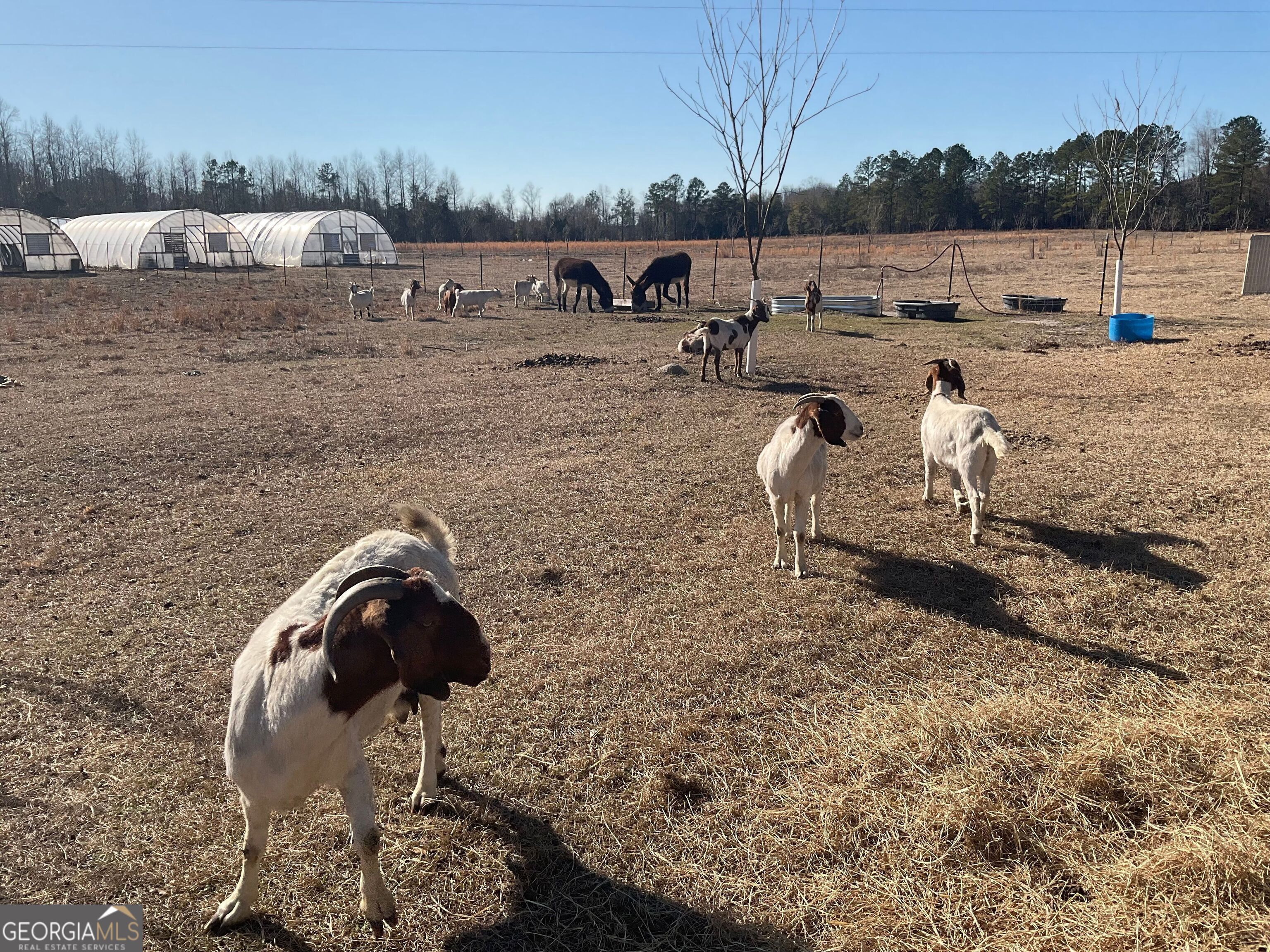 965 Fountain Road Jeffersonville, GA 31044 - Photo 8 of 37 a backyard of a house with table and chairs