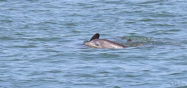 $550,000 | 2700 Bayshore Boulevard, Unit 511, Dunedin, FL 34698