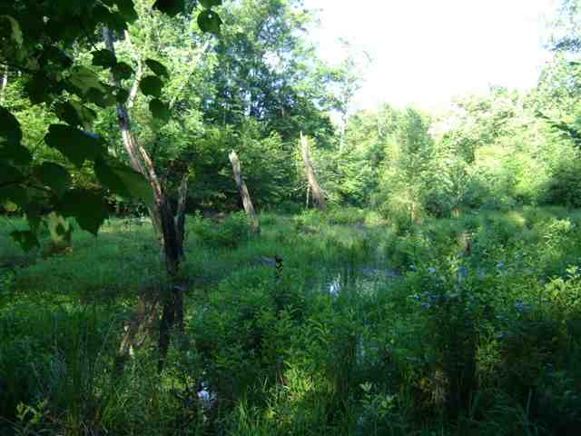 57-ac Dalton Road Piedmont, SC 29673 - Photo 3 of 7 Gallery Image 3