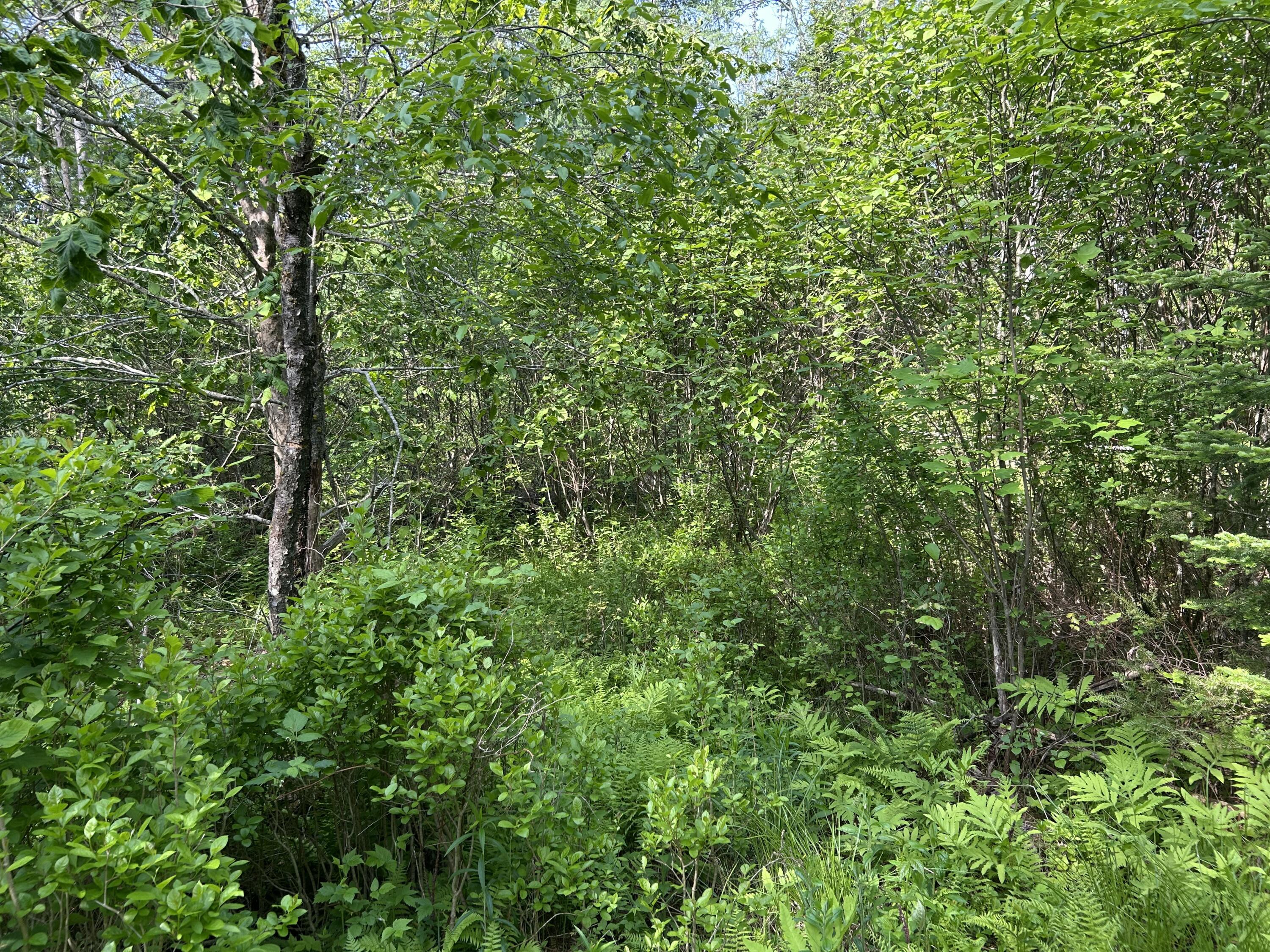 M5-l13 Clark Road Prospect, ME 04981 - Photo 24 of 33 IMG_8787