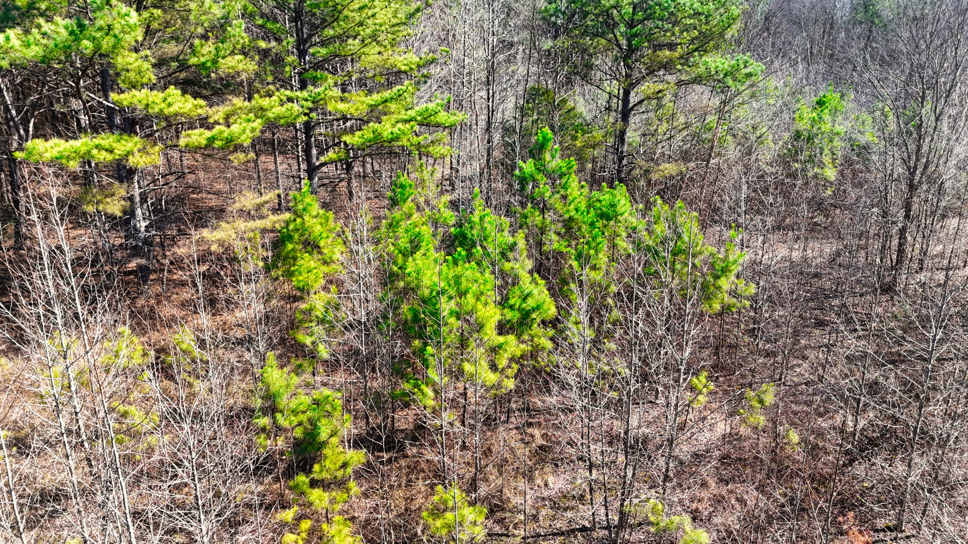 0 Bishop Road Middleton, TN 38052 - Photo 10 of 12 Gallery Image 10