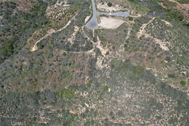 a view of a forest with a tree