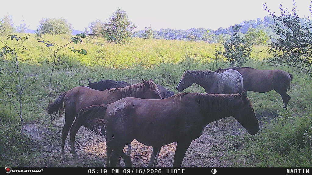 9074 Wolf Creek Road Pilgrim, KY 41250 - Photo 131 of 133 Wild Horses