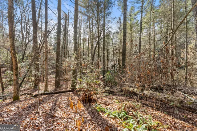 a view of a forest with a tree