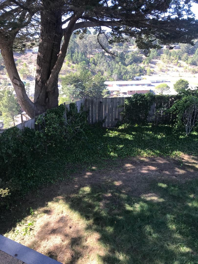 1273 Aspen Drive Pacifica, CA 94044 - Photo 11 of 12 a view of a yard with plants and a trees