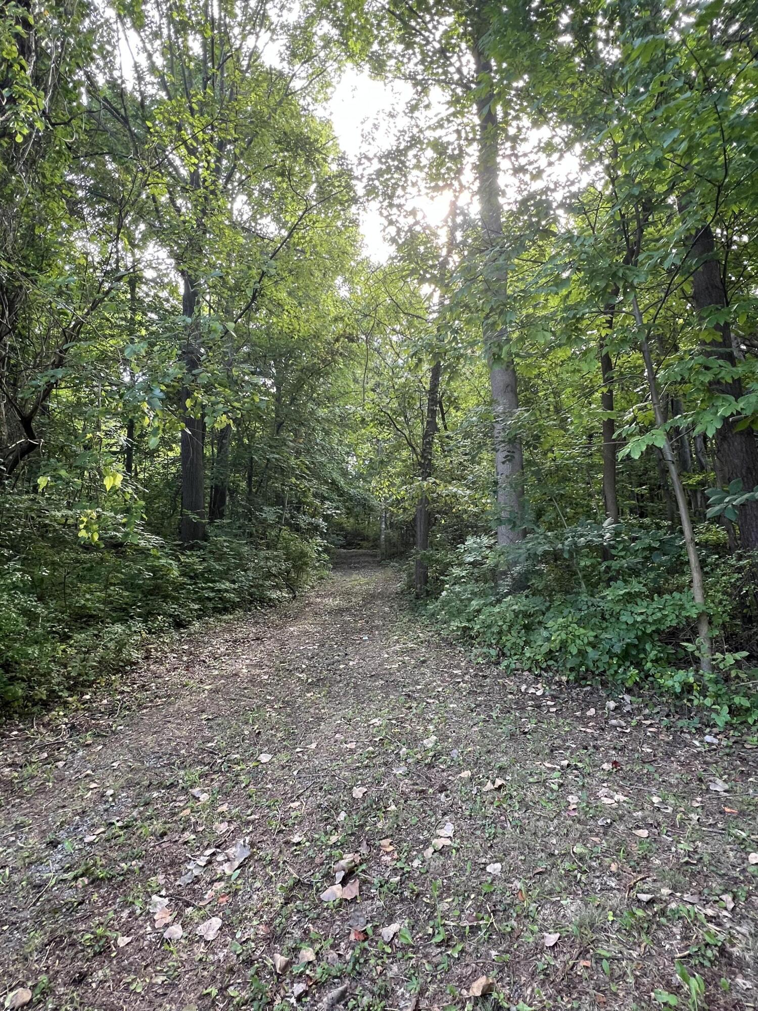 a view of a forest with trees in the background