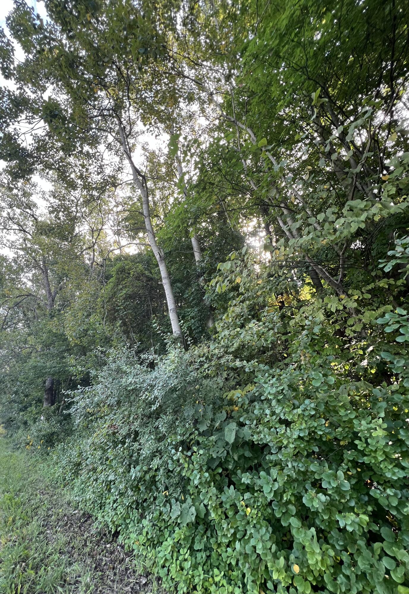 0 West 450 Road North La Porte, IN 46350 - Photo 2 of 13 a view of a lush green forest