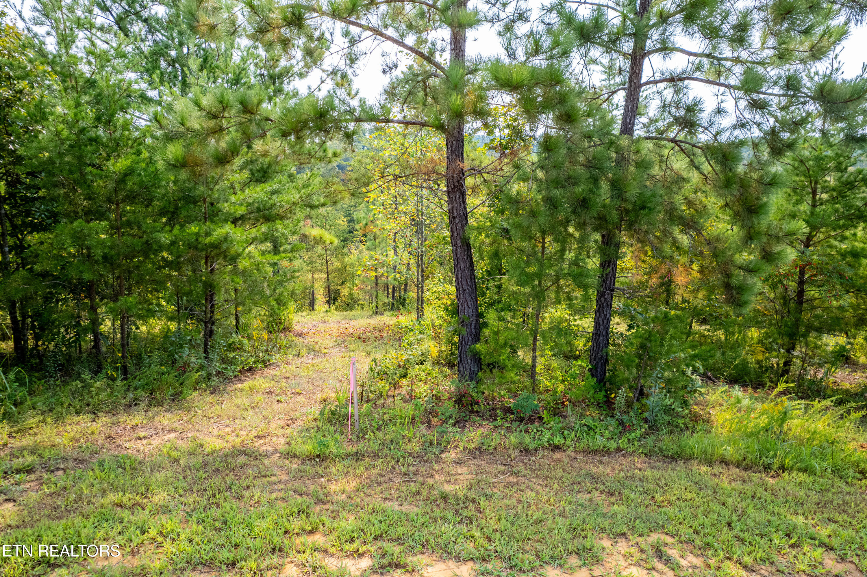 0 Shadden Road Tellico Plains, TN 37385 - Photo 4 of 20 750ShaddenRdTract6-19
