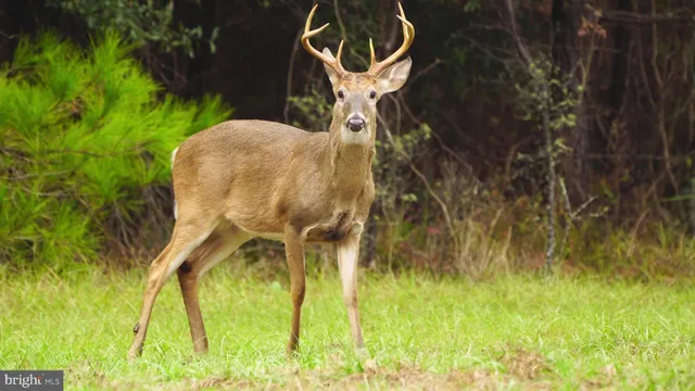 a view of a deck with a big yard