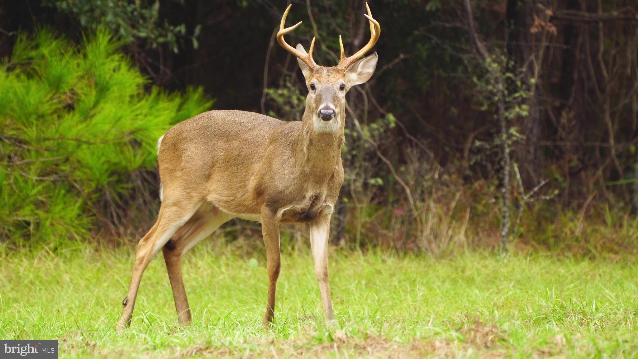 21100 West Offutt Road Poolesville, MD 20837 - Photo 6 of 58 Prime whitetail habitat