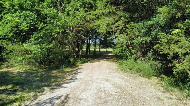 a view of a yard with plants and trees