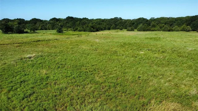 a view of a green field with a tree
