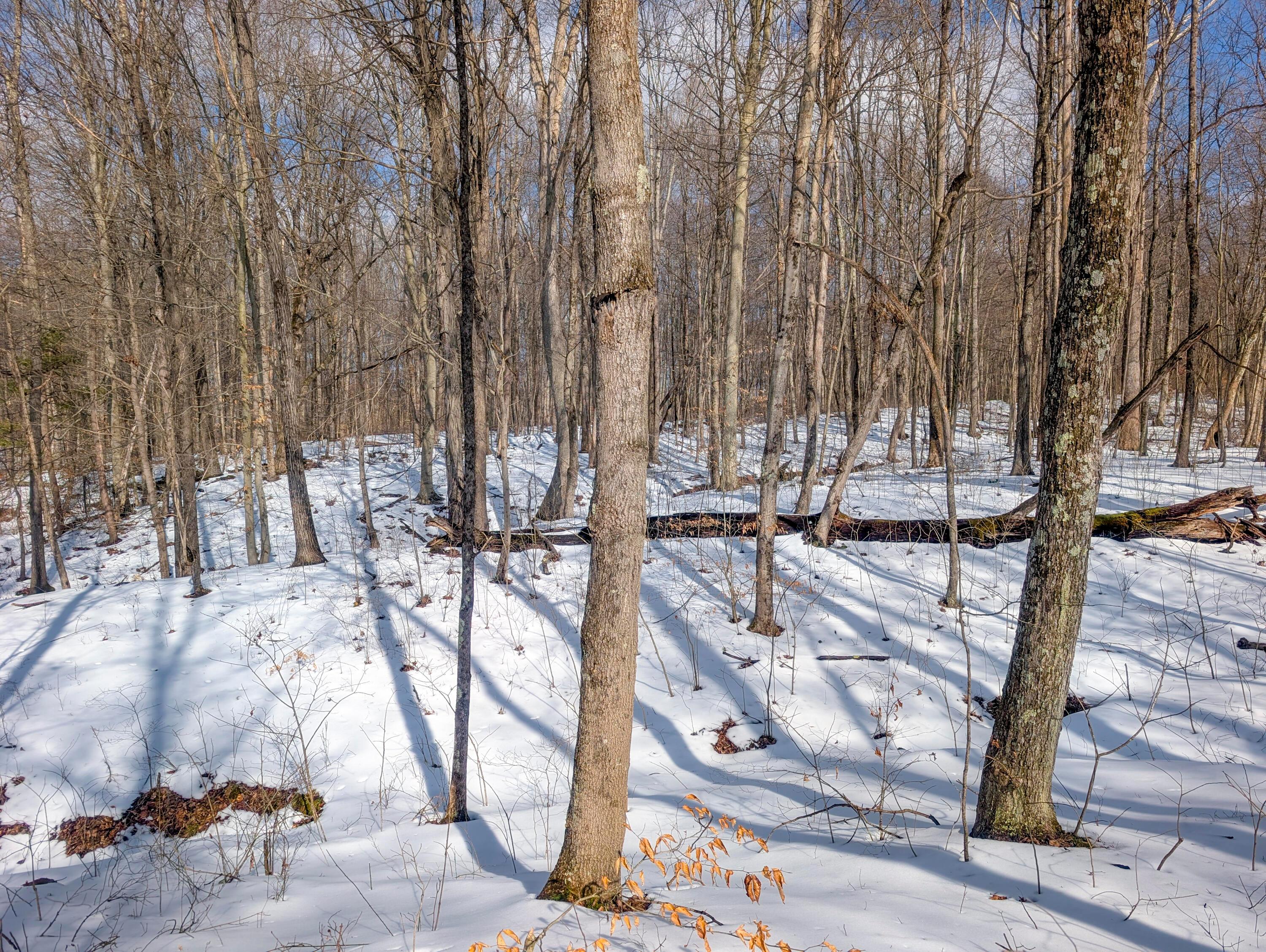 15 Peaker Run Road Macksburg, OH 45746 - Photo 6 of 36 Tract 15_TD-5