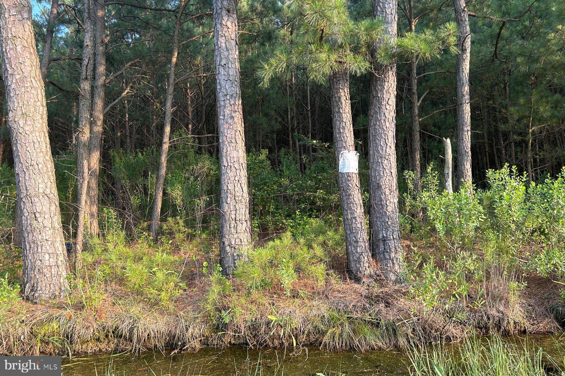 0 Walter Jones Road Crisfield, MD 21817 - Photo 2 of 3