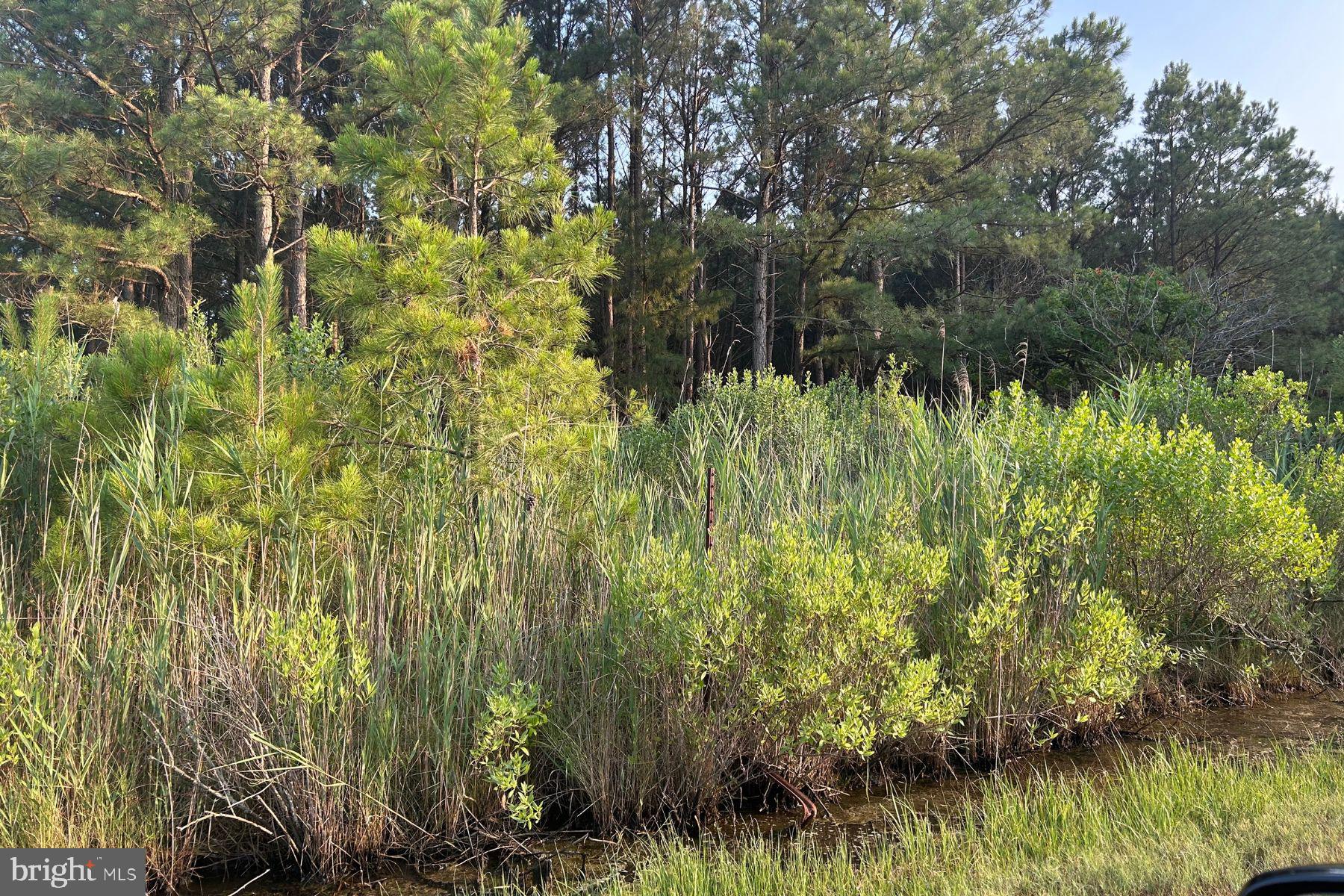 0 Walter Jones Road Crisfield, MD 21817 - Photo 3 of 3