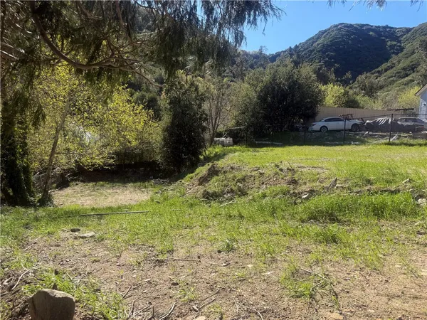 a view of a yard with plants