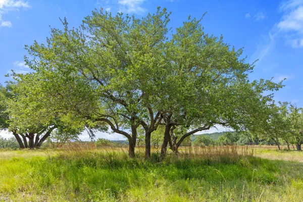 $839,000 | 8091 Miller Creek Loop, Johnson City, TX 78636