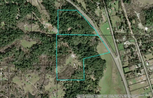 a view of a forest with trees in the background