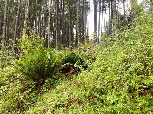 a backyard of a house with a garden and plants