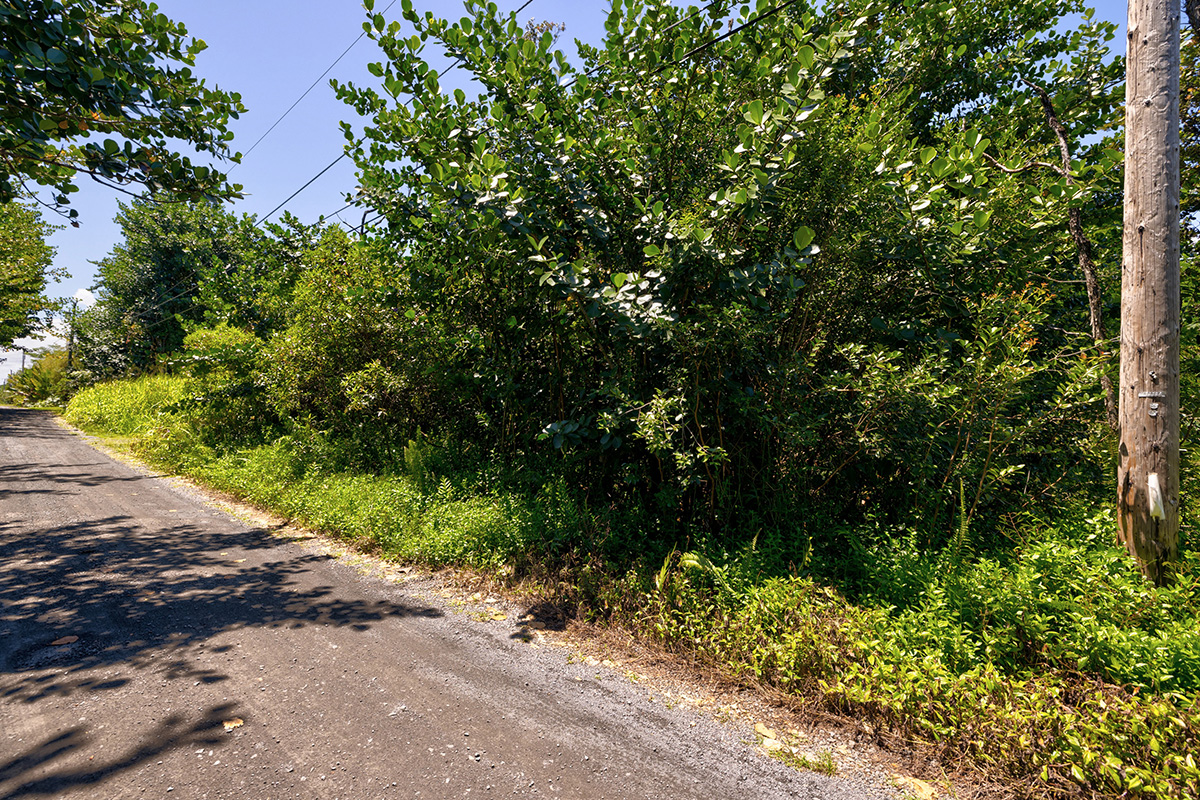 80 Ama U Road Keaau, HI 96749 - Photo 3 of 8 a view of a street with a tree
