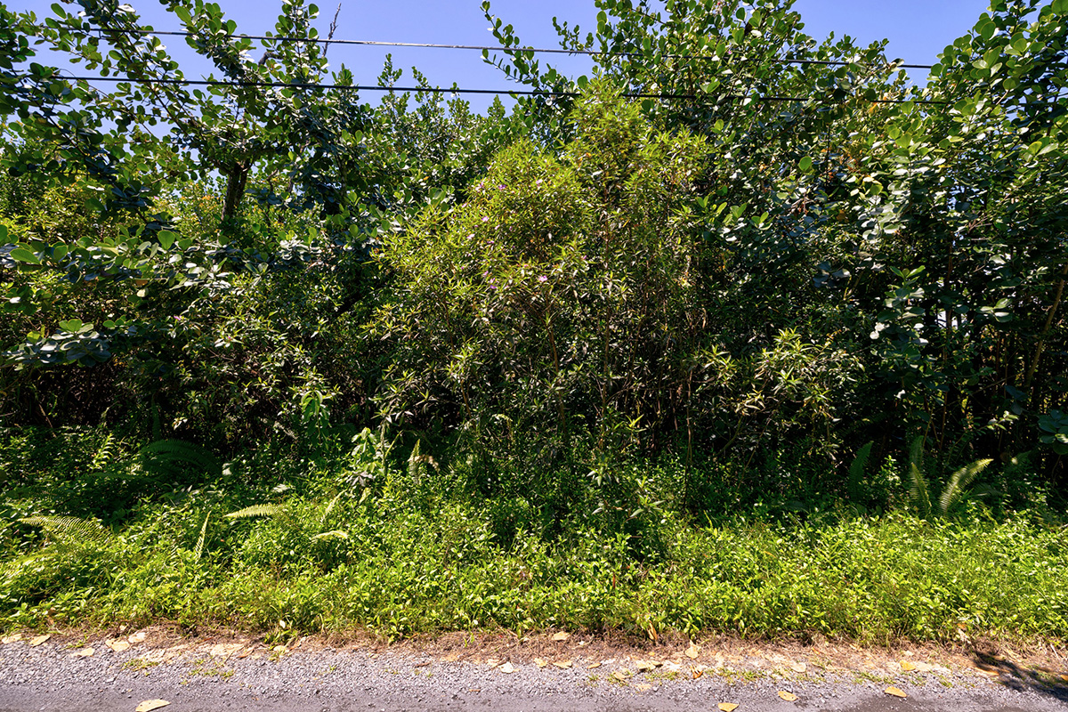 80 Ama U Road Keaau, HI 96749 - Photo 4 of 8 a view of a house with a tree