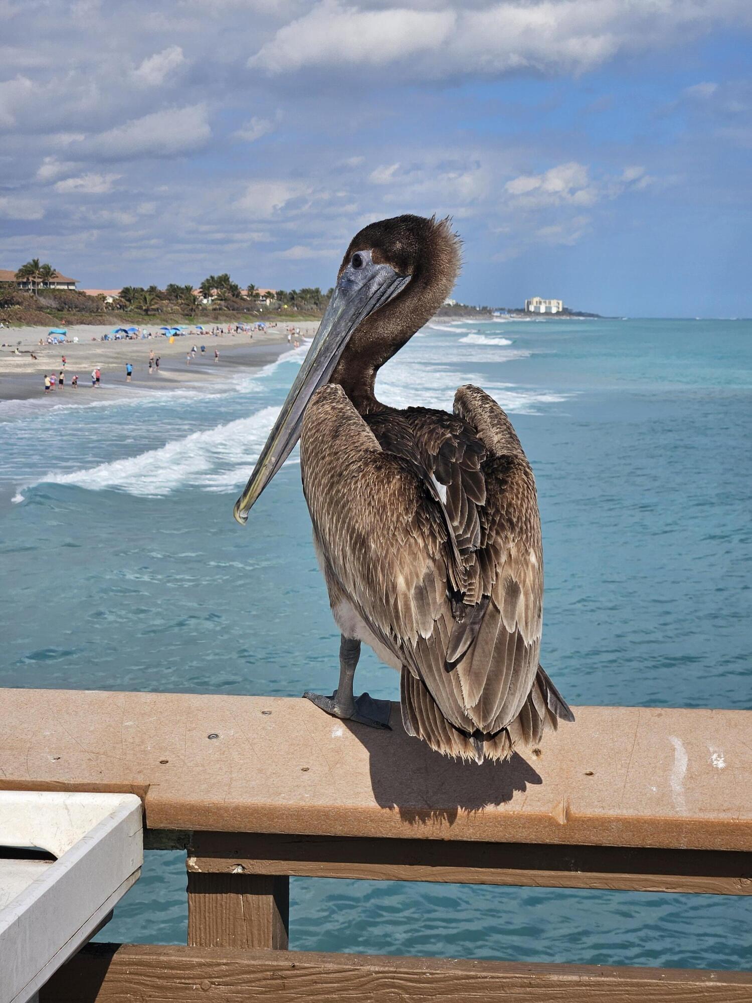 1701 Mizzenmast Way Jupiter, FL 33477 - Photo 56 of 63 Juno Beach Pier