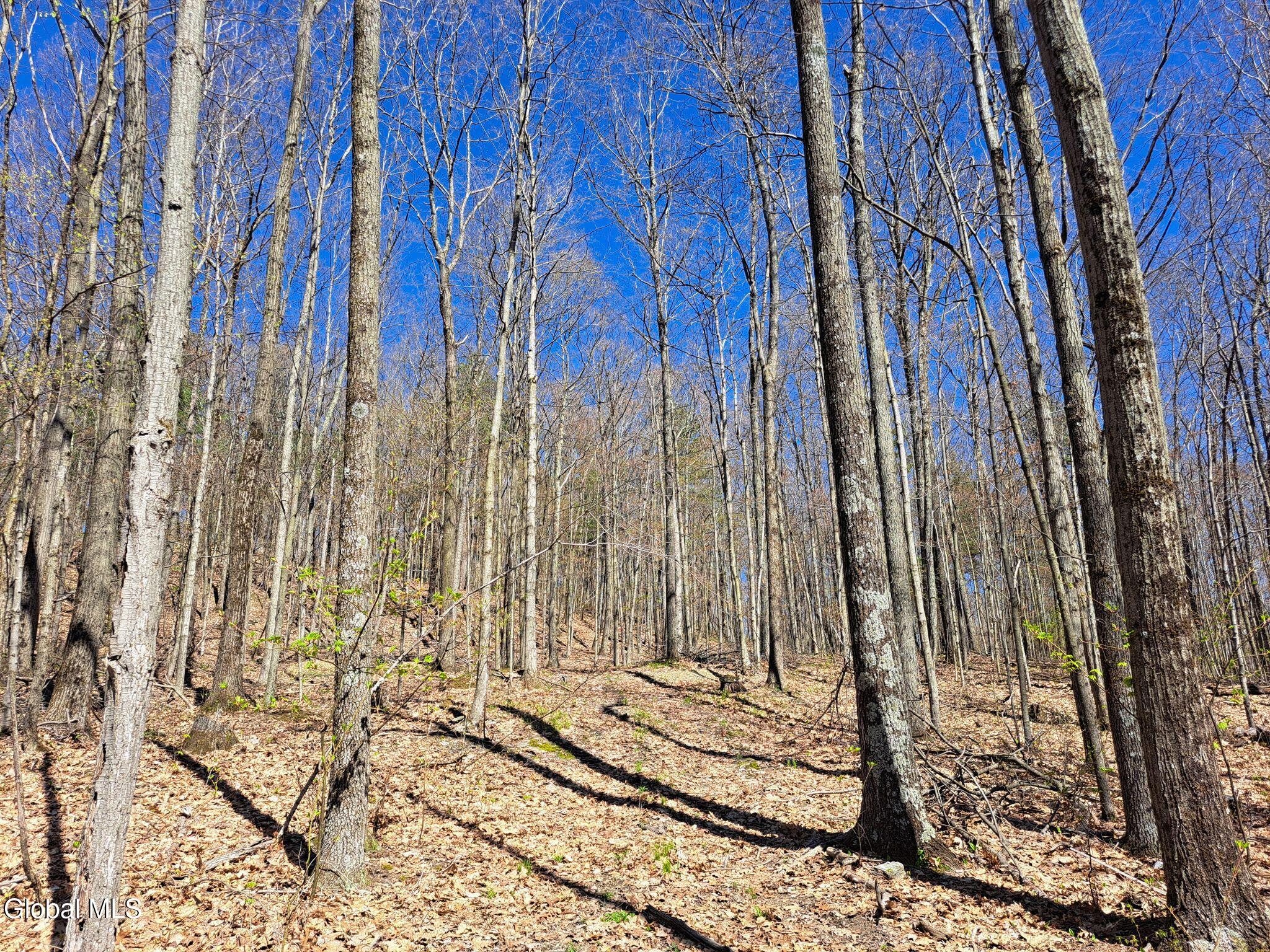 277 Breese Hollow Road Hoosick, NY 12089 - Photo 49 of 52 49 Mature Forest