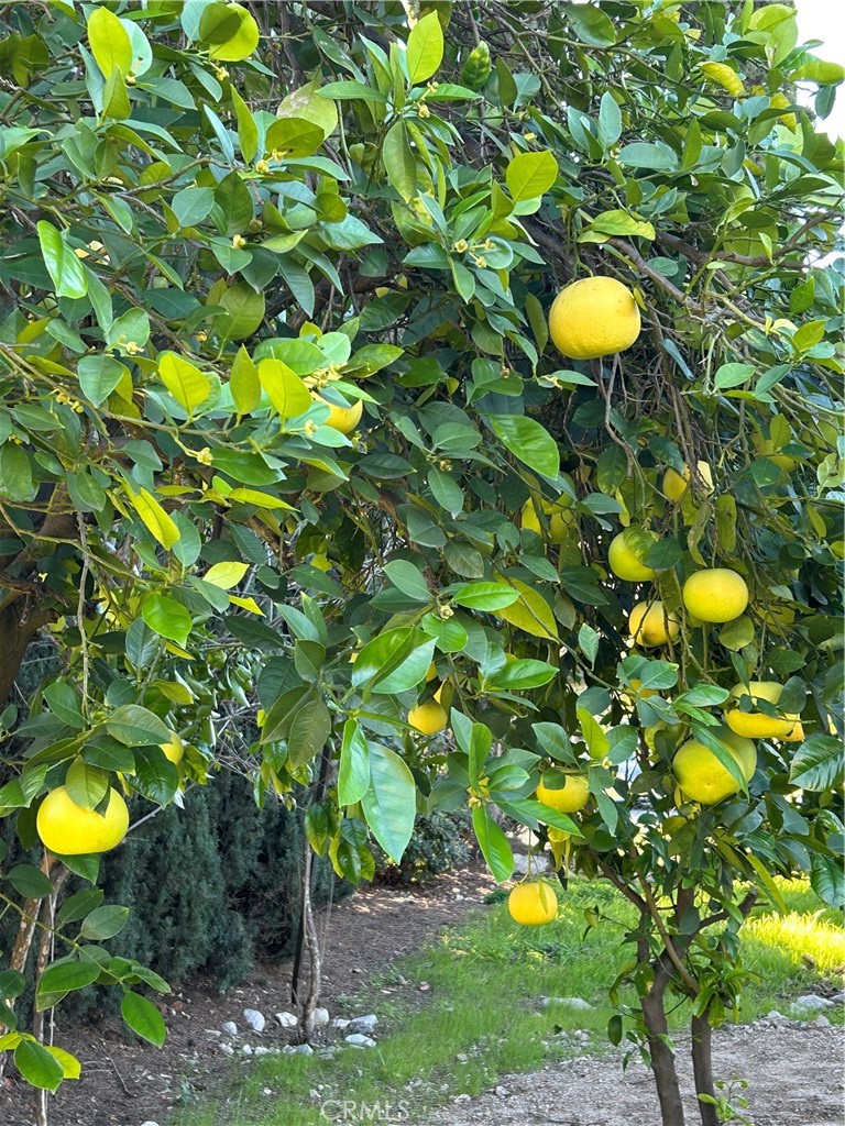 9241 Pali Avenue Tujunga, CA 91042 - Photo 14 of 19