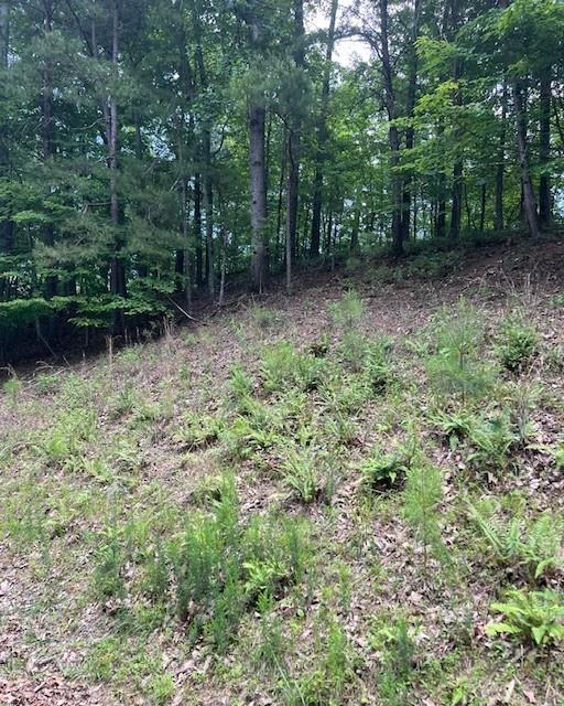 133 Adair Drive Ranger, GA 30734 - Photo 2 of 13 a view of outdoor space with trees all around
