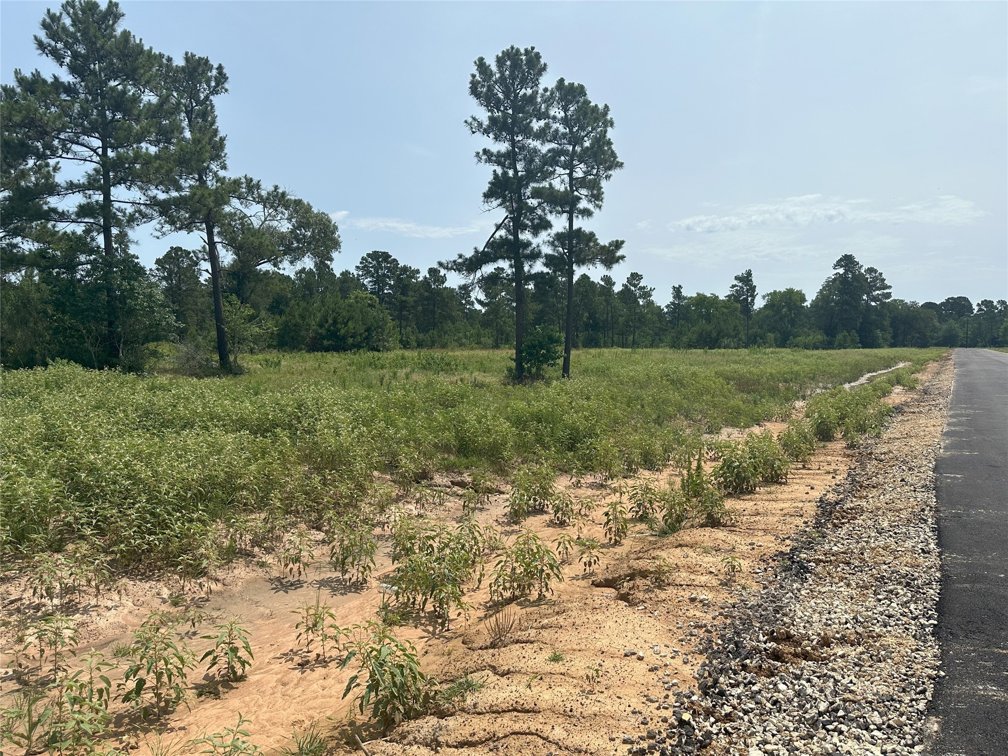 31971 Boone Road Waller, TX 77484 - Photo 8 of 19 a view of a field with an trees
