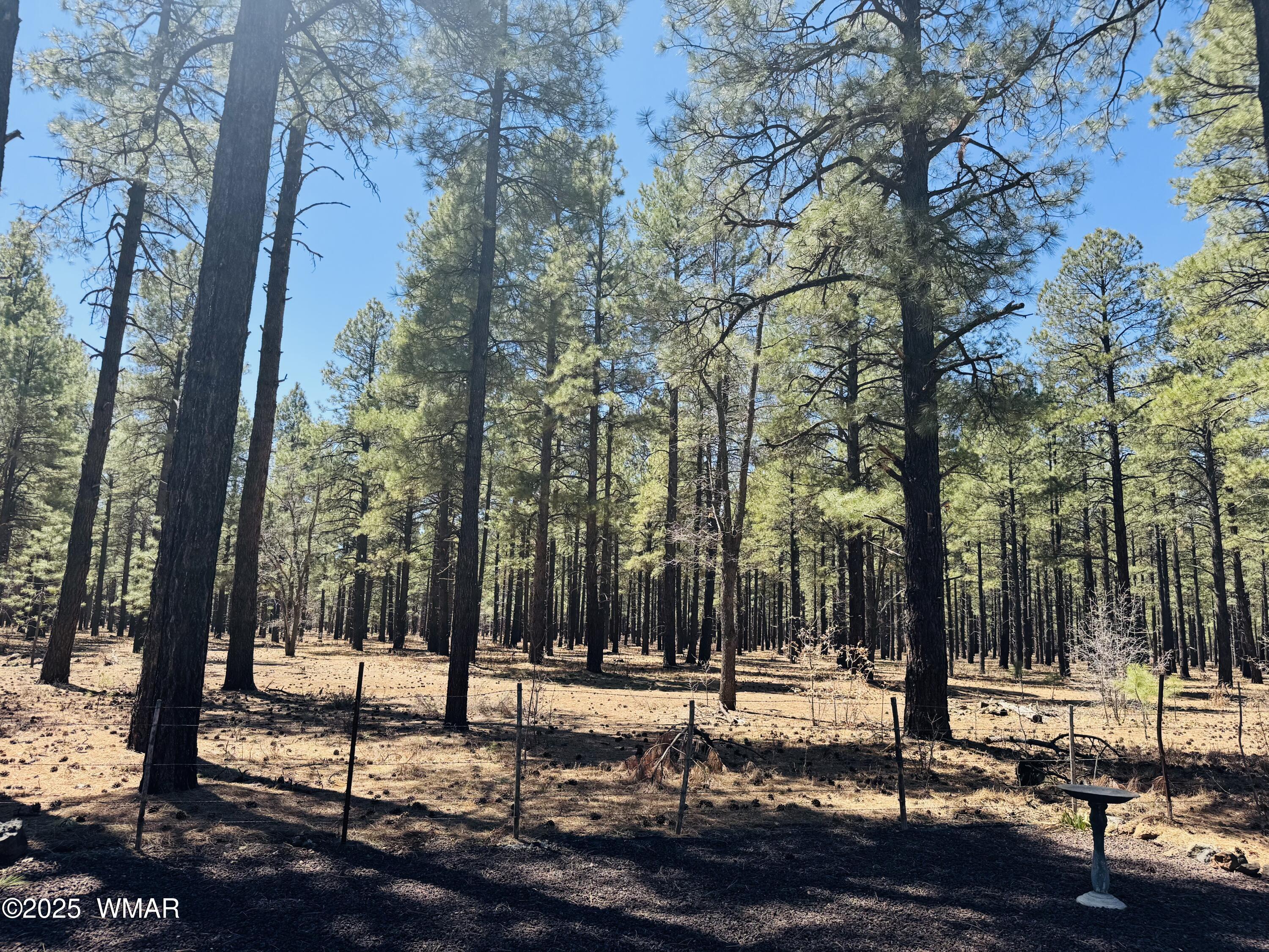 5185 South Blue Ridge Loop Pinetop, AZ 85935 - Photo 2 of 22 Forest Views