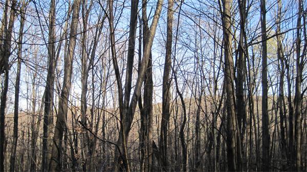 Lot 0 Wilson Hill Road Colrain, MA 01340 - Photo 2 of 5