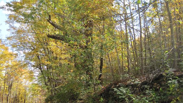 Lot 0 Wilson Hill Road Colrain, MA 01340 - Photo 3 of 5