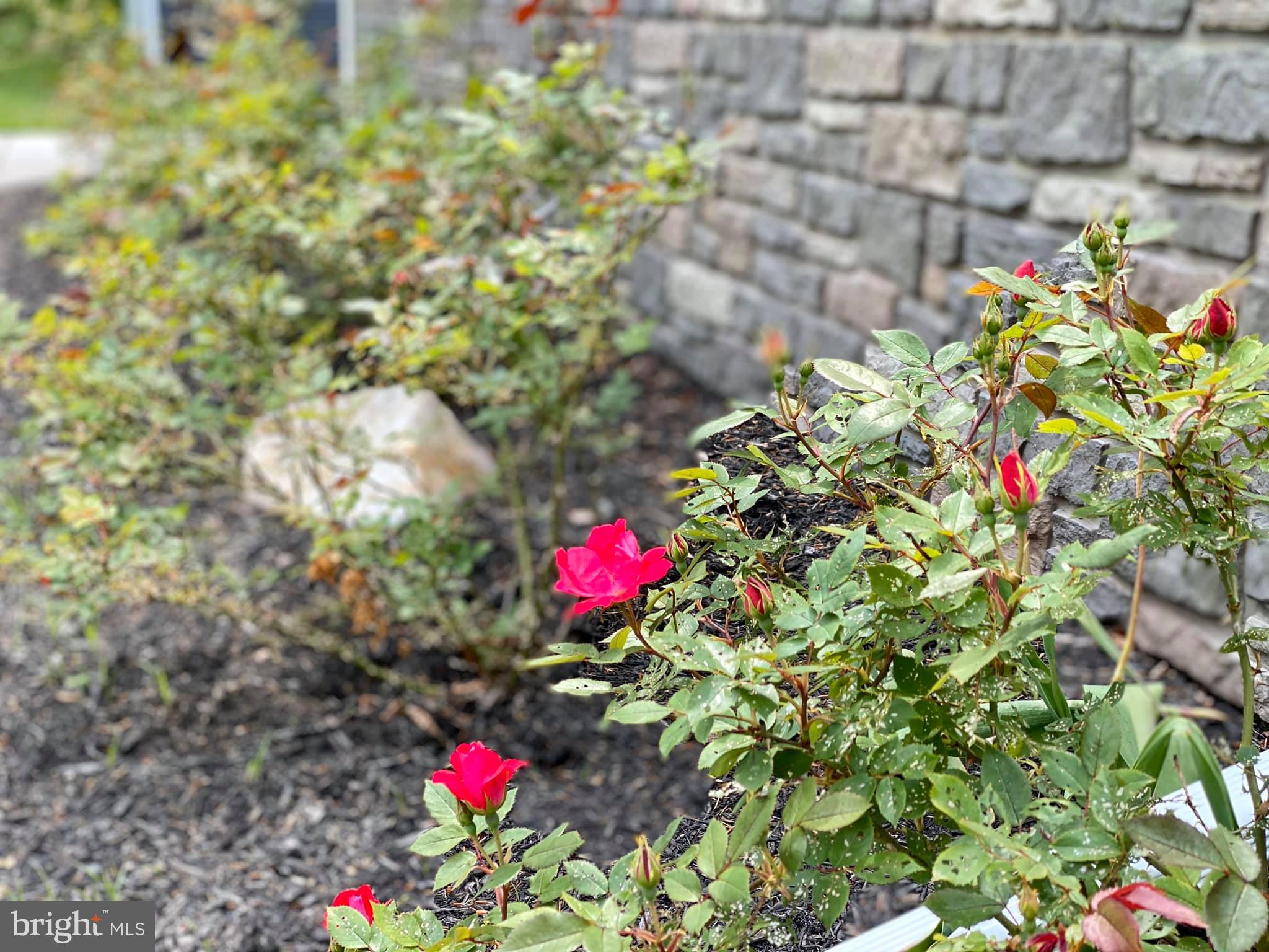 360 Marshall Road Downingtown, PA 19335 - Photo 24 of 32 rose bushes
