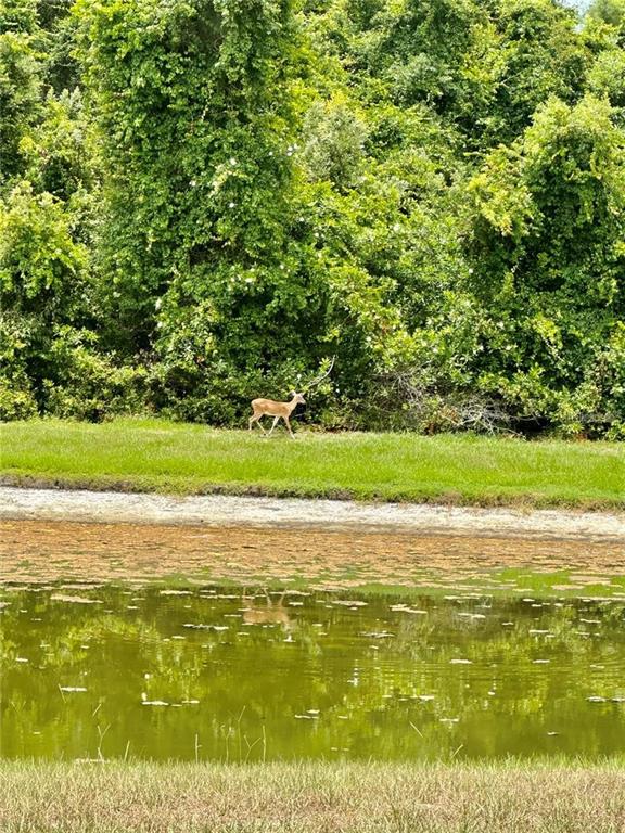 9249 Edistro Place New Port Richey, FL 34654 - Photo 69 of 82 a view of an ocean and a yard