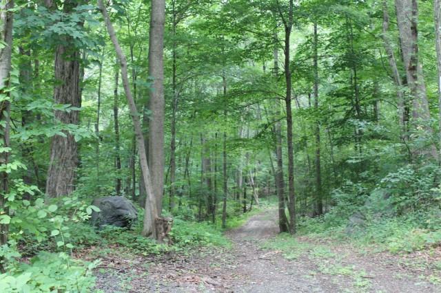 51 North Mountain Road Brookfield, CT 06804 - Photo 1 of 1 a view of a forest that has large trees and trees