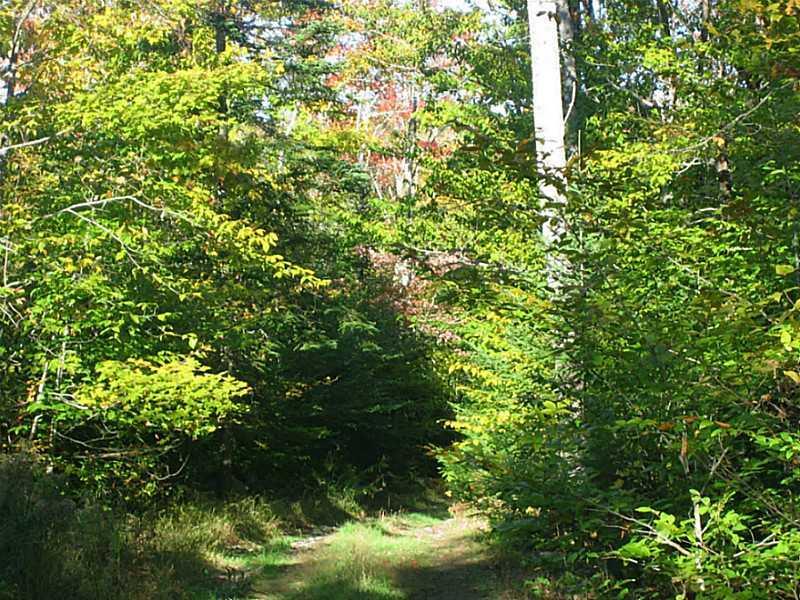 500 Dresser Road Bucksport, ME 04416 - Photo 10 of 28 Land.