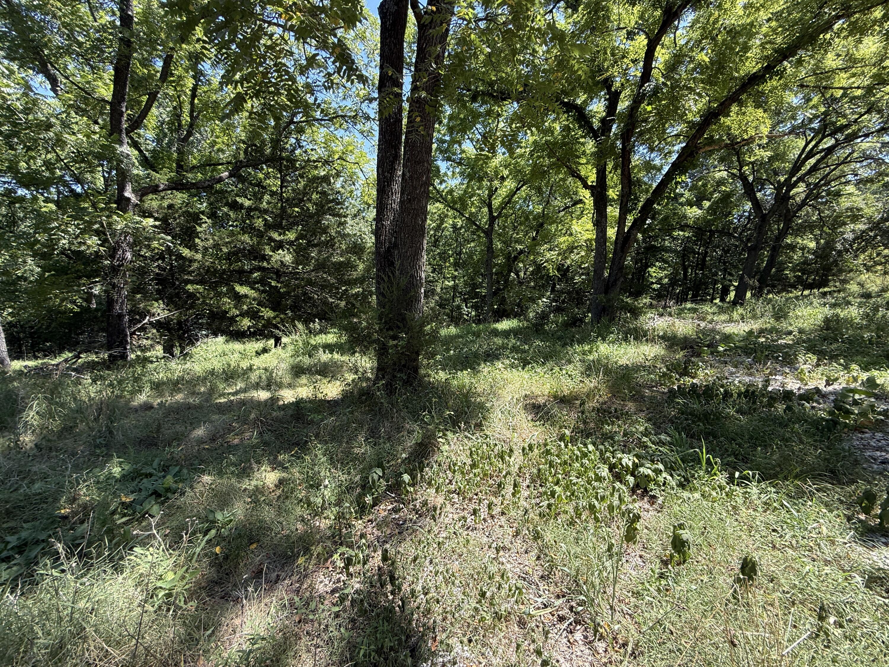 5219 Cowan Ridge Road Powell, MO 65730 - Photo 8 of 24 IMG_8507