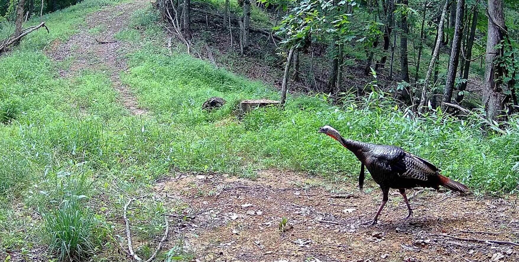 0 Hinkley Hollow Road Portsmouth, OH 45662 - Photo 25 of 48 Copy of 25