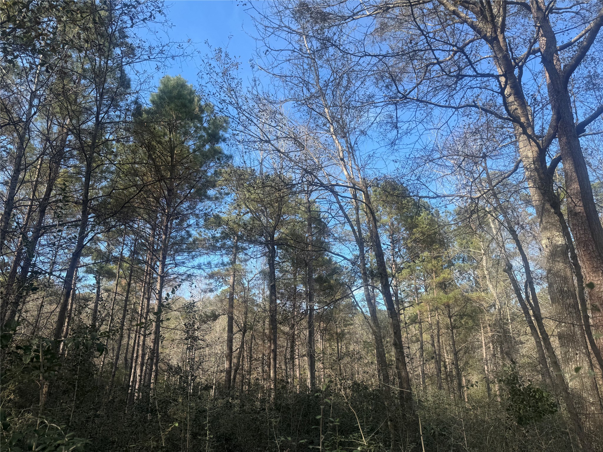 87-22-10 87-22-10 Granite Road Huntsville, TX 77340 - Photo 4 of 5